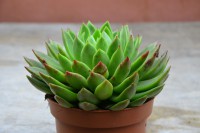 /album/echeveria/dsc0016-jpg/